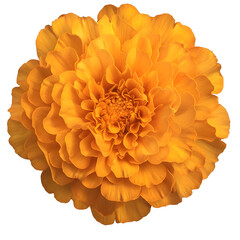 Poster - Vibrant orange marigold flower in full bloom with delicate layered petals and a rich warm hue isolated on a transparent background