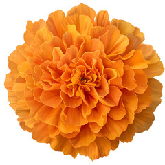Poster - Highly detailed and elegant marigold flower with warm sunset colored petals subtle shading and a soft glow perfectly isolated on a transparent background