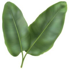 Poster - Beautifully detailed and natural looking banana leaf with vibrant green color symmetrical veins and a slightly wavy structure elegantly placed on a transparent background for versatile use in more