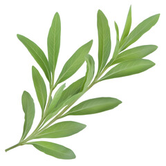 Poster - Closeup of a single bright green herb sprig with a natural crisp and fresh leafy texture featuring soft glowing highlights isolated on a clean transparent background