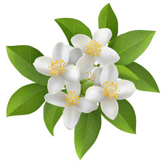 Poster - A beautifully detailed citrus blossom with vibrant green leaves intricate petal textures and subtle natural shading perfectly isolated on a transparent background