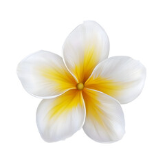 Aufkleber - Elegant close up of a lush tropical plumeria blossom with a gentle gradient of soft white and vibrant yellow hues showcasing the velvety petal texture