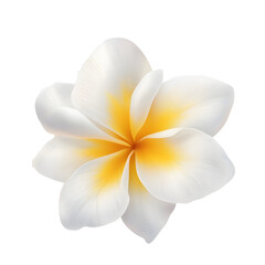 Aufkleber - Captivating Close Up of a Tropical Plumeria Blossom with Soft Gradient Hues and Velvety Petal Texture  The delicate fragrant flower floats on a transparent background