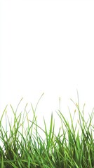 Aufkleber - Deep emerald green grass under bright sunlight at midday showcasing nature's beauty and vibrancy in a peaceful setting