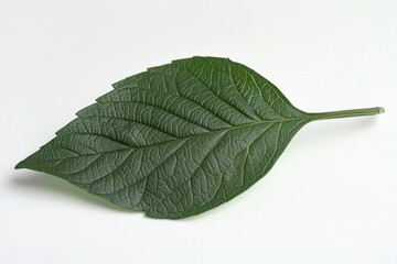 Aufkleber - Single Dark Green Hydrangea Leaf Isolated on White Background Detailed Leaf Texture Studio Shot