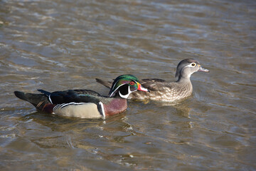 Aufkleber - a close up of a male and female wood duck also known as a Carolina duck, Aix sponsa. They are both swimming together surrounded by water with space for text copy