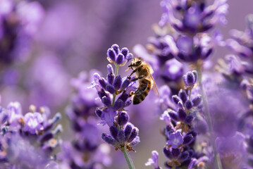 honey bee pollinating lavender flowers. plant decay with insects. blurred summer background of laven
