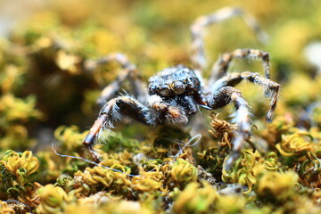 wolf spider on a wooden background