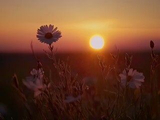 Wall Mural - floral serenity at dawn, daisies bathed in the soft glow of the rising sun