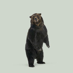 Wall Mural - studio shot of a large brown bear standing on its hind legs, isolated on a light green background