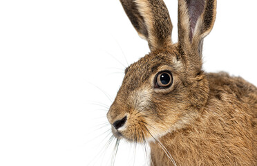 Wall Mural - close-up, side view of a curious european hare or brown hare, lepus europaeus, isolated on white