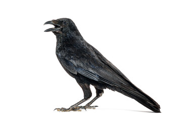 Wall Mural - side view of a carrion crow calling beak open, corvus corone, isolated on white