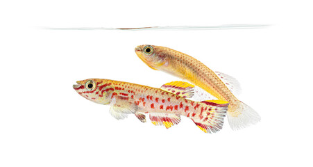 Wall Mural - male andd female blue lyretail fish, fundulopanchax gardneri, isolated on white