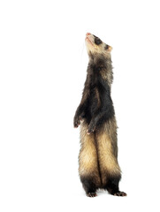 Wall Mural - ferret standing up on hind legs and looking up isolated on white background