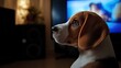 © Rapit - A Beagle's Serene Watch, Captivating canine in a cozy indoor environment