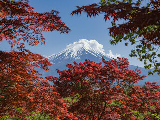 Wall Mural - 富士山と紅葉した秋のもみじ