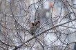 © Сергей Лаврищев - Bohemian waxwing during wintertime in the garden