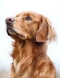 © alo - Golden Retriever Dog Profile Portrait Against White Background
