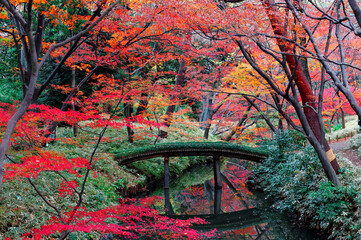 Wall Mural - A wooden arch bridge over a stream surrounded by colorful autumn foliage in the maple forest of beautiful Rikugi-en Park, a famous traditional Japanese garden and tourist attraction in Tokyo, Japan