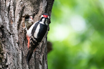 Big spotted woodpecker family feeding chicks