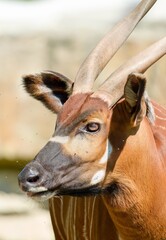 eastern bongo