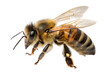 © alone - bee on white background