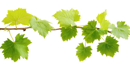 Wall Mural - branch of vine leaves growing on transparent background