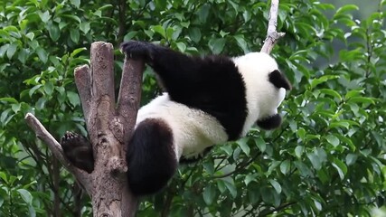 Wall Mural - close up little panda on the tree
