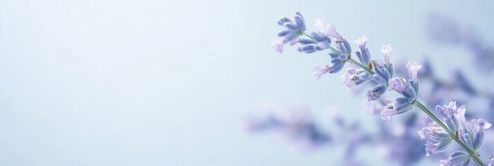 Leinwandbilder - Calm lavender flowers gently sway against a smooth gradient background, evoking a serene atmosphere perfect for meditation and relaxation