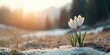 © Andrii Zastrozhnov - A small white flower is growing in the snow. Concept of hope and resilience, as the flower continues to grow despite the harsh winter conditions