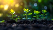 © Meraz - Emergence of Life: Four young vibrant seedlings stand in rich, dark soil, basked in the warm sunlight with a gentle bokeh background, capturing the essence of new life and growth