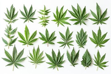 Poster - Various types of green leaves arranged artistically on a white background showcasing diverse shapes and sizes