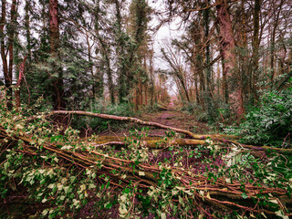 Wall Mural - A road with trees on either side and a large fallen tree in the middle. The road is covered in leaves and debris, powerful storm damage result.