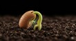 © Quantumo0o - A seed sprouting into a plant, showing its growth from dormancy to emergence through various stages of development.