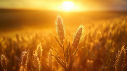 Aufkleber - Golden corn cobs rise proudly in an expansive agricultural field under warm evening sunlight with a vibrant sunset backdrop