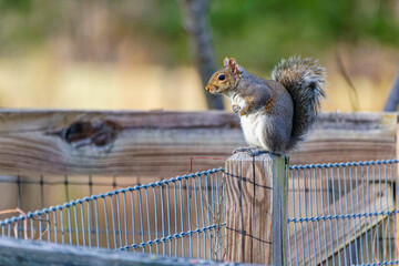 Wall Mural - eastern gray squirrel on a fence, known as the grey squirrel is native animal to eastern north ameri