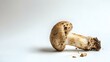 © Photo Dogg - Studio shot close up porcini mushroom with dirty