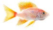 © Photo Dogg - Fish sargo white seabream isolated on white