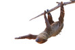 © Passakorn - Cute two-toed sloth hanging on tree branch isolated on transparent background png file