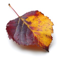 dried yellow and red leaf on solid white background, autumn or fall theme natural tree leaves