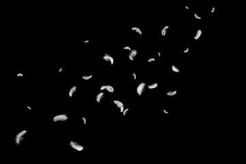 Wall Mural - abstract many feathers floating in the dark. fluffy downy, softness of feathers flying on black back