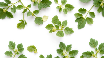 lovage plant with leaves on a white background. place for text.