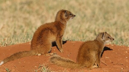 Wall Mural - two alert yellow mongooses (cynictus penicillata) at their den, south africa