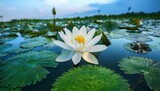 beautiful white lotus flower with green leaf in in pond