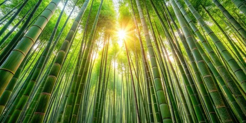 Wall Mural - Dense Bamboo grove with sunlight filtering through, serene, bamboo forest,  serene,bamboo forest, foliage, nature