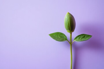 Wall Mural - a green plant with buds and leaves on a purple background