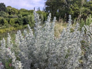 Wall Mural - the bitter wormwood plant is a wild and botanical crop that grows in fields or steppe areas. it form