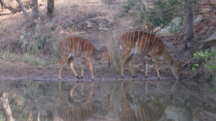 Wall Mural - a female nyala antelope and calf drinking at a waterhole of kruger national park in south africa
