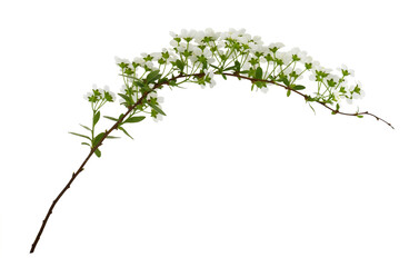 spring twig of spiraea flowers isolated on white or transparent background. profile view.