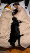 © Alina Hvostikova/Stocksy - Friends relaxing together with their dog in a cozy bedroom